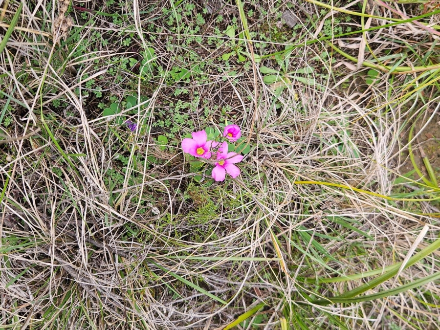 2 Bedroom Property for Sale in Baardskeerdersbos Western Cape